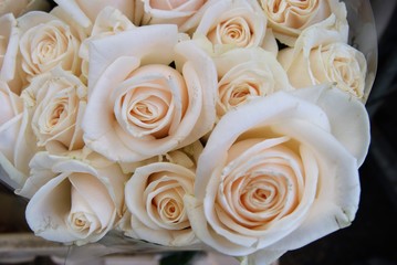 Roses pâles
