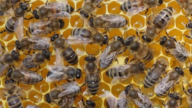 Bees convert nectar into honey and cover it in honeycombs