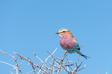 A lilac-breasted roller on a thorn tree