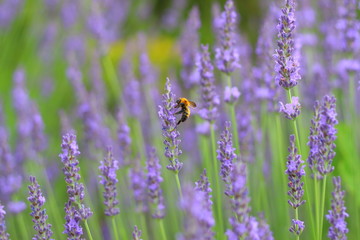ラベンダー畑と蜂