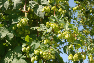 Hop blossoms in summer