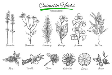 Natural cosmetics. Vector hand drawn.Isolated objects on white. Herbs and flowers. Herbal Medicine....