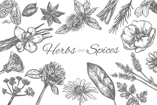 Herbs and Spices vector template. Frame in sketch style. Hand drawn illustration