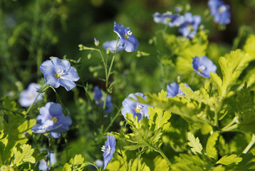 Flowering blue coreopsis verticillata in the meadow