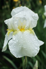 Obraz premium White iris flower in the green garden close up