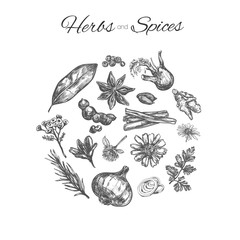 Herbs and spices vector hand drawn concept. Sketch style. Isolated on white