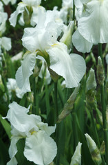 Fototapeta na wymiar White irises flowers in the green garden close up