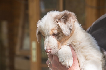 Chiots Border Collies et leurs mamans