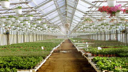 Shot of Rows of Colorful, Beautiful, Rare and Commercially Viable Flowers and Plants Growing in Sunny Industrial Greenhouse. Big Scale Production Theme.