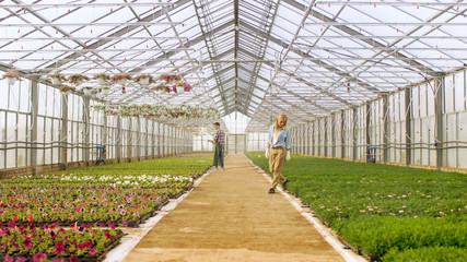 Shot in a Sunny Industrial Greenhouse Where Gardeners Water Flowers and Plants With Hosepipe and Arrange, Sort and Check their Quality.