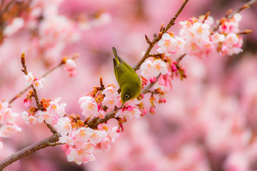 The Japanese White-eye.The background is cherry blossoms. Located in Tokyo Prefecture Japan.