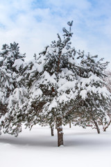Fir trees laden with snow after a snowfall
