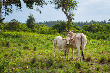 Cow and calve grazing on a green meadow in sunny day. Farm animals.