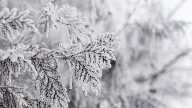 Rime on trees in a sunny winter day - Powered by Adobe