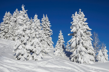 snowy pine trees