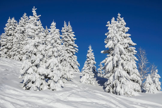 snowy pine trees © cedric