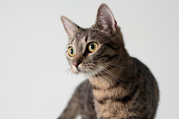 cat portrait