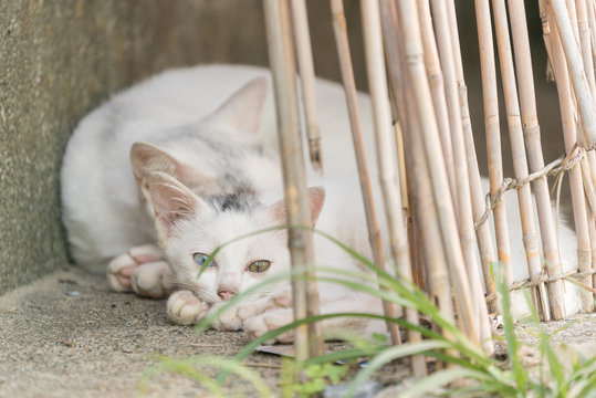 親子で眠るオッドアイの白猫の子猫