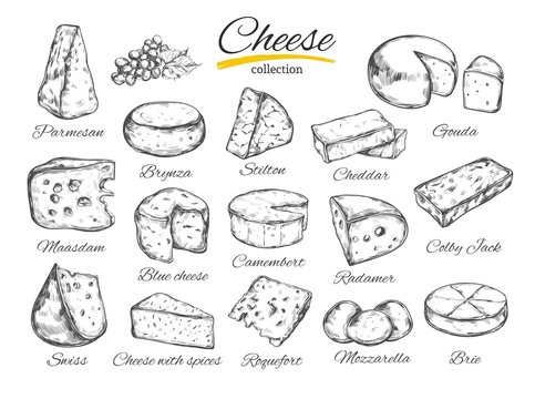 Cheese collection. Vector hand drawn illustration of cheese types . Isolated on white
