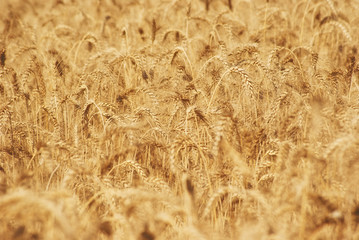 Ripe golden ears of wheat grain in the fields of the Saratov region. Agriculture