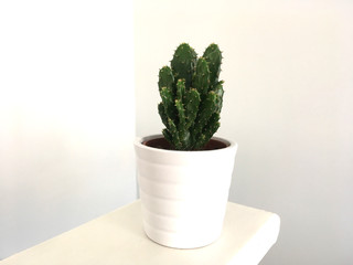 Small Flat Green Cactus In White Pot