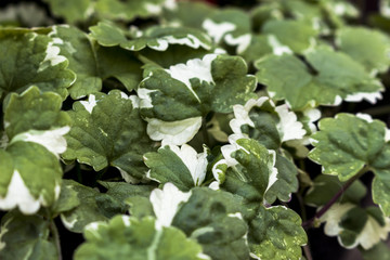 Fototapeta premium True Catnip / Nepeta / Trailing Plant