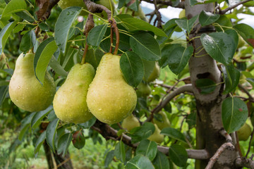 Three mature pears on the foreground plant.