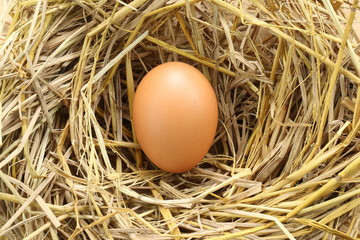 Chicken egg in nest