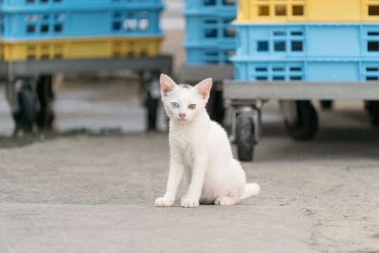 オッドアイの白猫の子猫