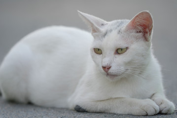 日陰でくつろぐ白猫