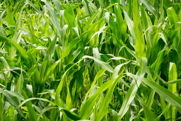 Corn agriculture. Green nature. Rural field on farm land in summer. Plant growth. Farming scene