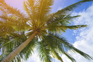 Fototapeta premium coconut palm with dramatic blue sky.