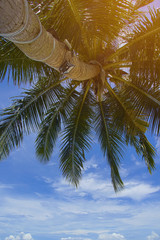 Caribbean sea and coconut palm with dramatic blue sky, parasailing.
