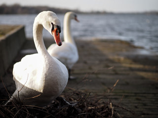 swans at Wilhelmshaven coastline