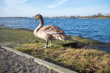 Goose at Wilhelmshaven North Sea