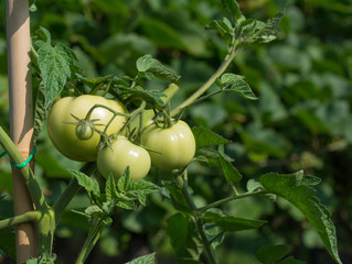 Bunch of green tomatoes surrounded by green leaves.