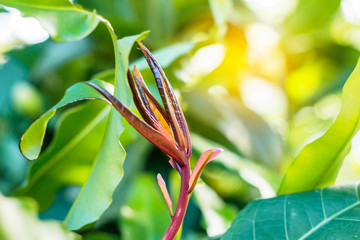 Obraz premium Vegetables growing in tropical jungle.