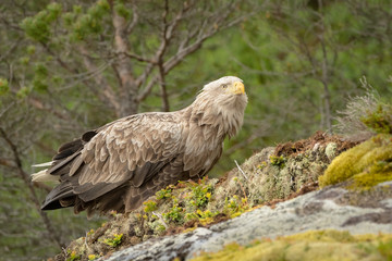 Male White Tailed Eagle