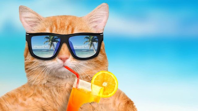 Cinemagraph - Cat wearing sunglasses relaxing in the sea background. Red cat drinks lemonade. Motion Photo.