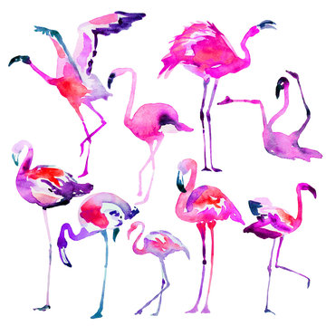 Beautiful watercolor flamingos, isolaned on a white. Big set.