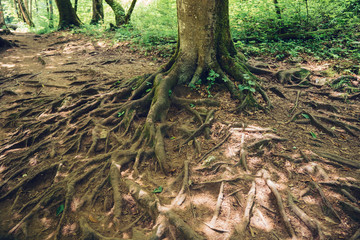 The roots of a larger tree on the ground. The concept of ecology and conservation of nature.
