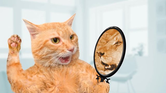Cinemagraph - Cat looking into the mirror and seeing of a lion. Motion Photo.