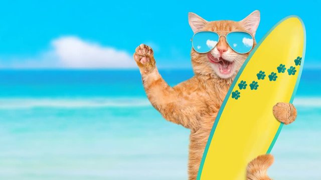 Cinemagraph - Beautiful surfer cat wearing sunglasses relaxing in the sea .  Motion Photo.