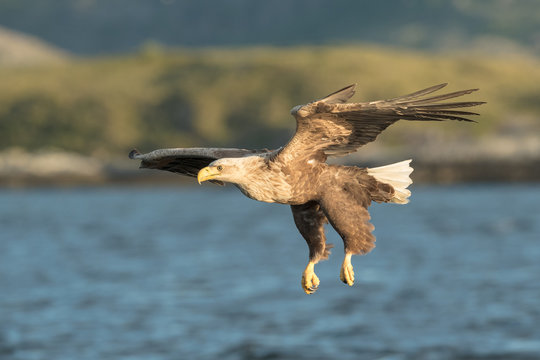 Hunting White Tailed Eagle.