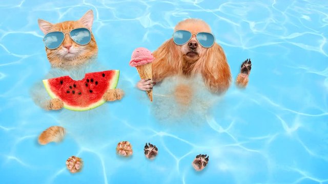Cinemagraph - Cat and dog wearing sunglasses relaxing in the sea . Red cat eats watermelon and dog eats ice cream.  Motion Photo.