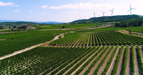 Fototapeta na wymiar paysage de vignes avec éolienne en fond