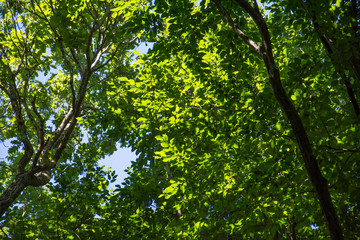 Green branches background