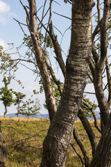 Fototapeta premium Auf dem kahlen Asten
