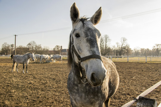 Kladruby nad Labem, Czech horse breed, Starokladruby white domesticated horses, winter season, sunny day, horses on pasture, Czech republic