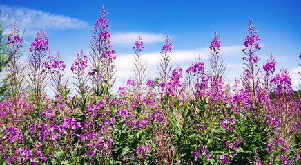 Schmalblättriges Weidenröschen